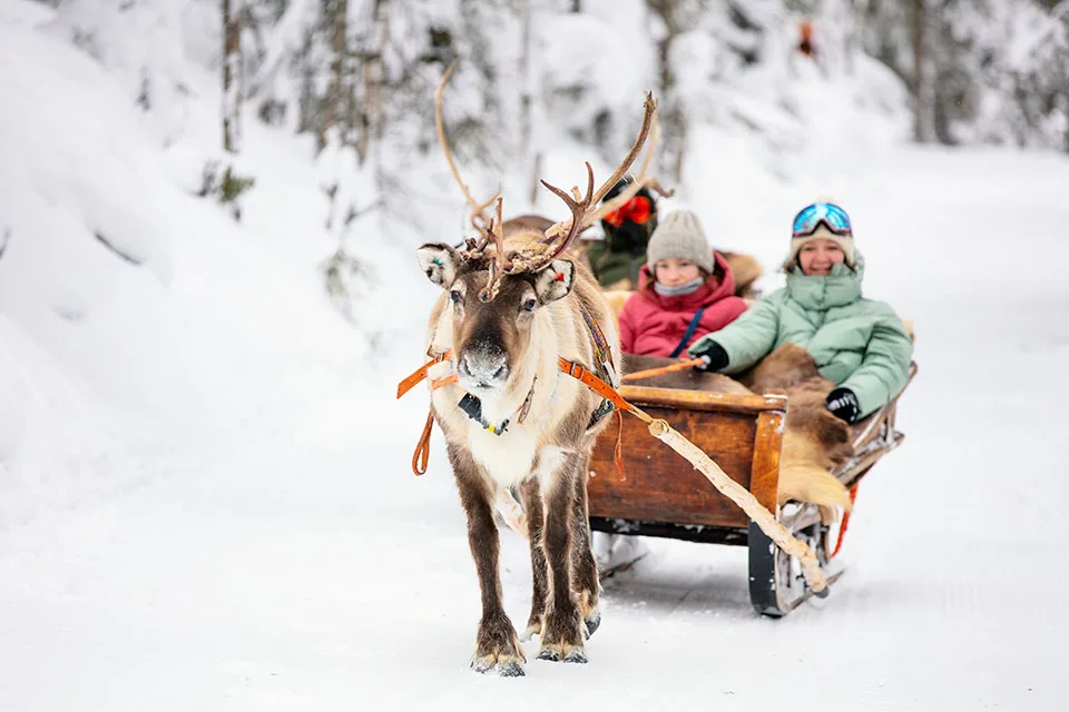 Family on reindeer safari in winter forest in Lapland Finland